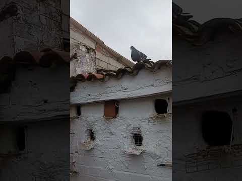 📍 Bird-in-Hand Lancaster County! | Farmers Market \u0026 Festive Town Walk!