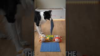 The Camera Caught My Dog Moving The Same Blue Square#PetCameraStory #PetMystery#DogStory #HomeCamera