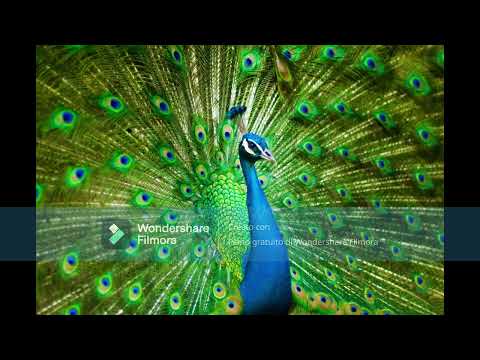Paul McCartney - Peacocks (Best Version)