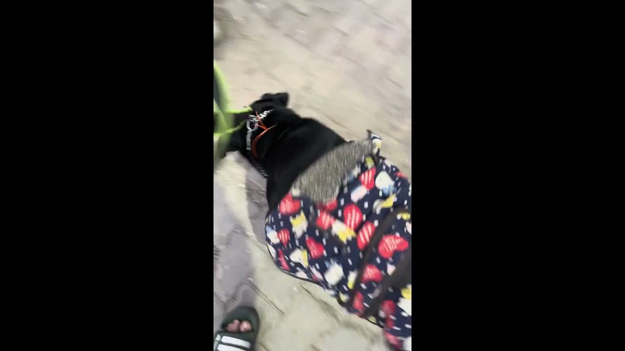 Dog Ko Doctor Ke Paas Kyu Le Gaye? 😢 | Roxy Health Update