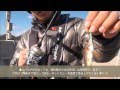 見えない堤防メバルを釣る方法。