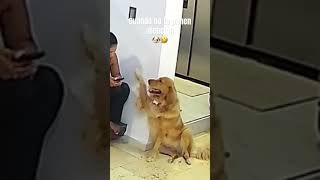 Cuando no te ponen atención 🐶🤣 #viralvideo #funny #dog #perros