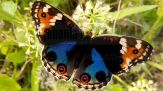 Kupu-kupu junonia biru (junonia orithya)
