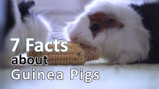 7 FACTS about GUINEA PIGS