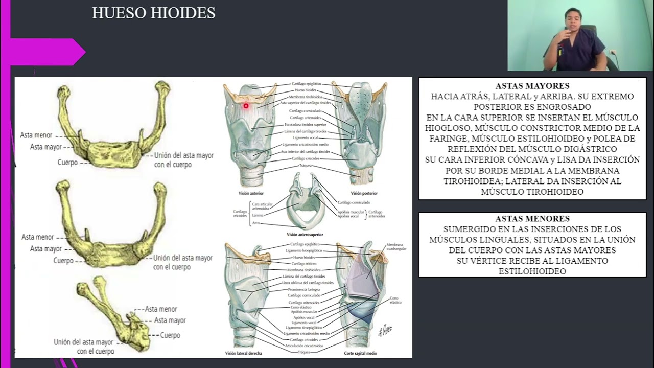ANATOMÍA: HUESO HIOIDES