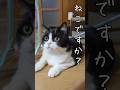 猫ですか？