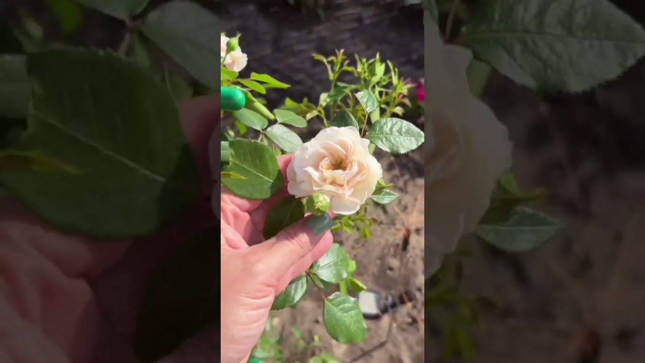 Про розы и дельфиниум