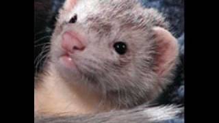 Wfbg 1290 Am - Charlie And Dick In The Morning - Ferrets As Pets.wmv