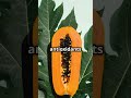 Unlock the Healing Power of Papaya Leaf: Herbal Benefits &amp; Natural Wellness