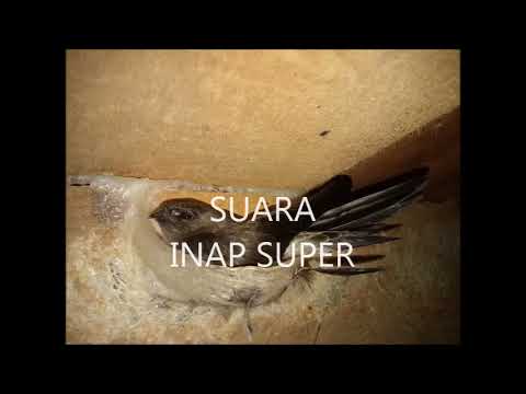 suara-inap-super