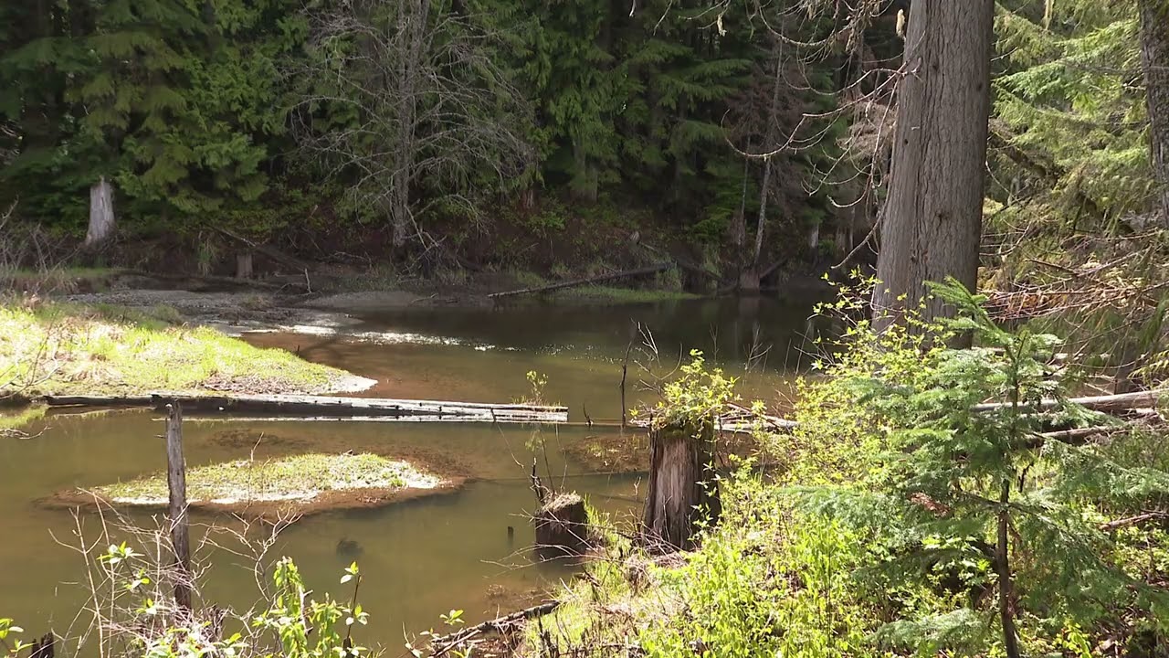 Canada Stands With Minneapolis 