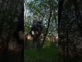 High Jump in the forest🐾🐾🦴🪴#therian #antizoo #quadrobics #nature #foxtherian #cattherian #gear