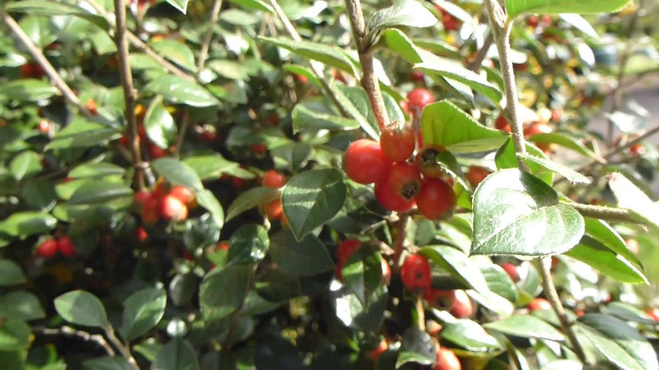 Cotoneaster - Mispill þakinn berjum  - Berjarunnar