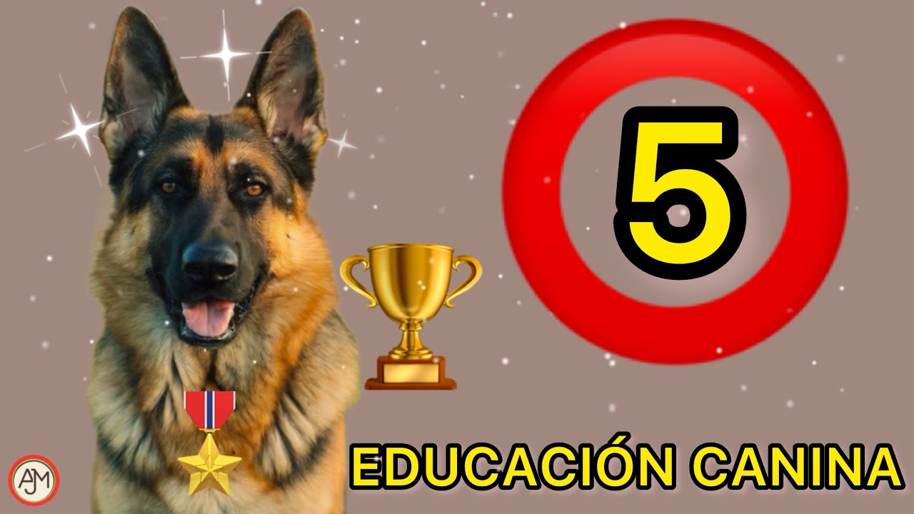 (Evita estos errores) 🐾 El ÚNICO Secreto para Adiestrar a tu Pastor Alemán que NADIE te Cuenta