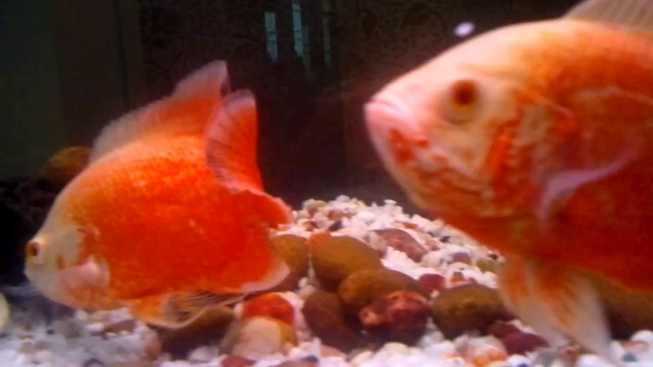 Fire Red Oscar Fish ***** - YouTube