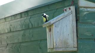 Nest Box 2