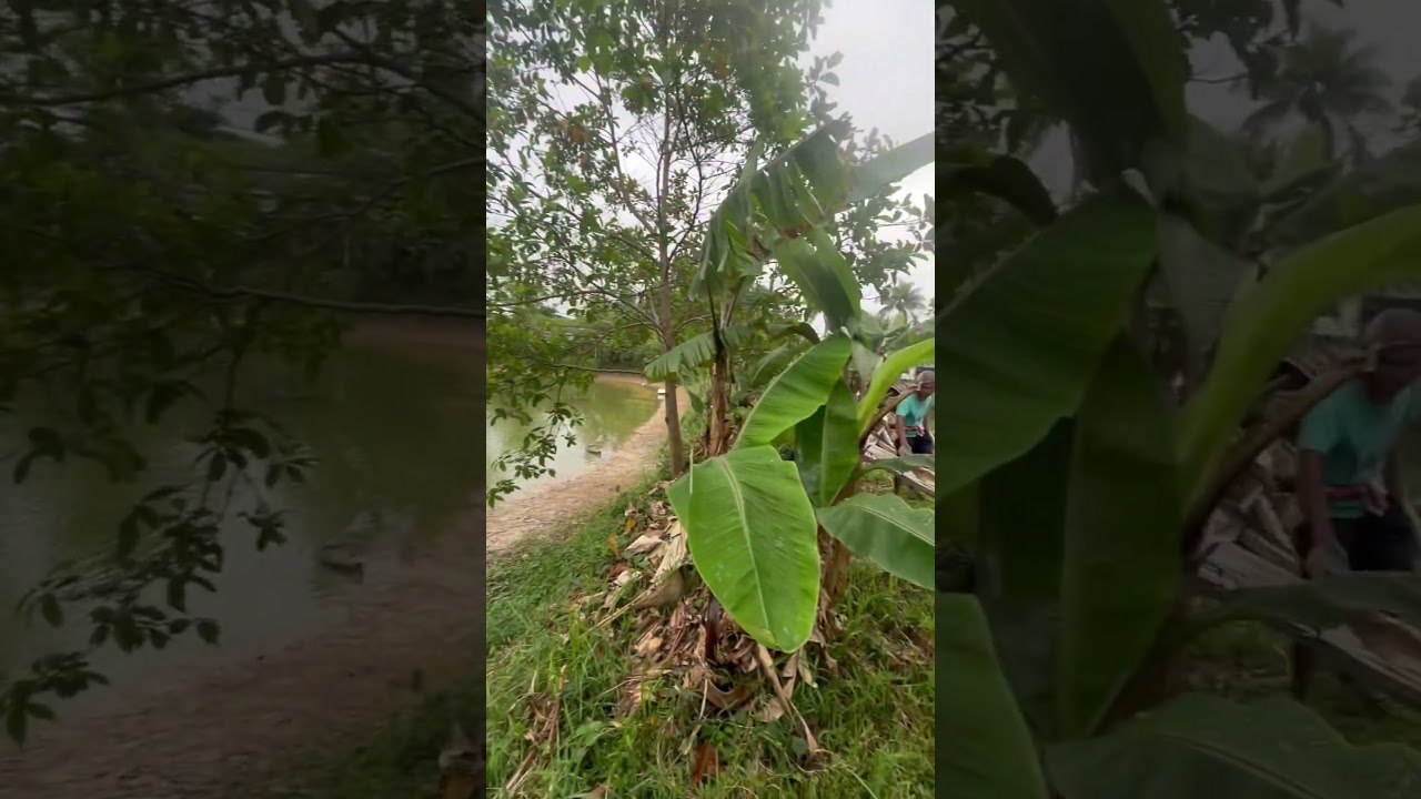 Integrated Farming (Fishery+duckery+Horticulture+veg) 