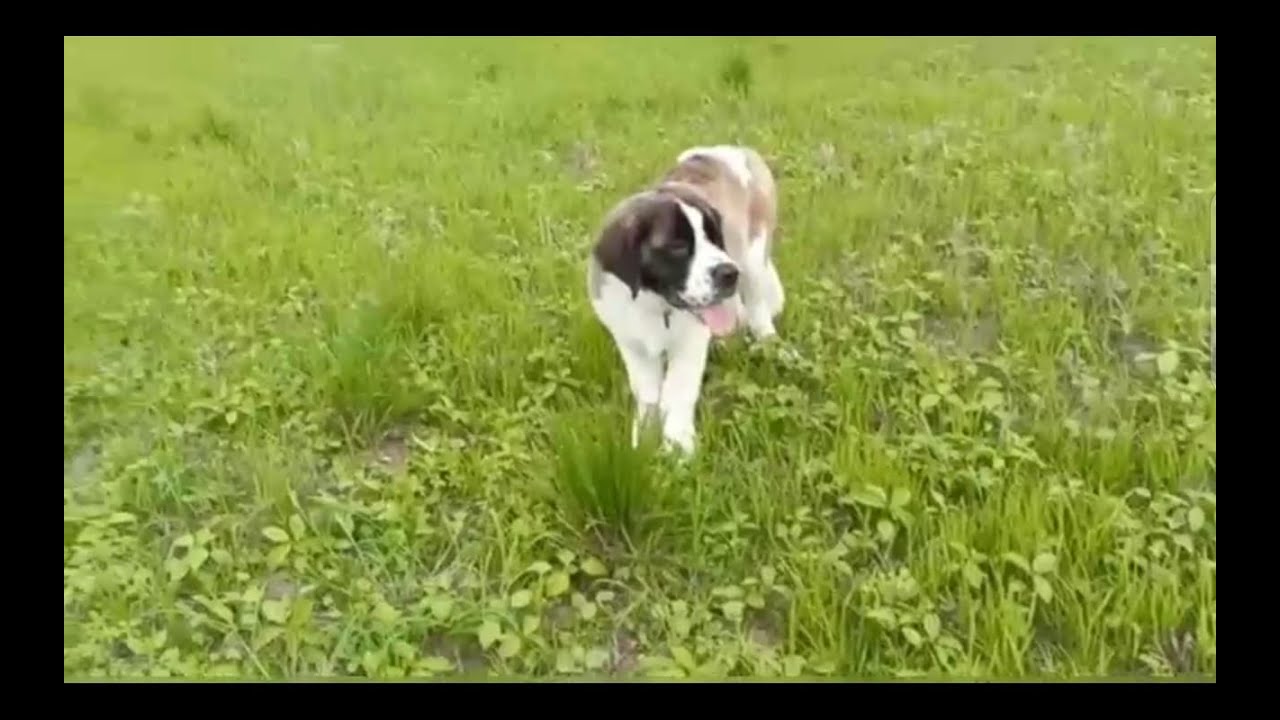 Roaming in Green Surroundings ☘️🌳🌿🌱🍀🍃🏞️🌻🌾🌷🥀🌺🌸