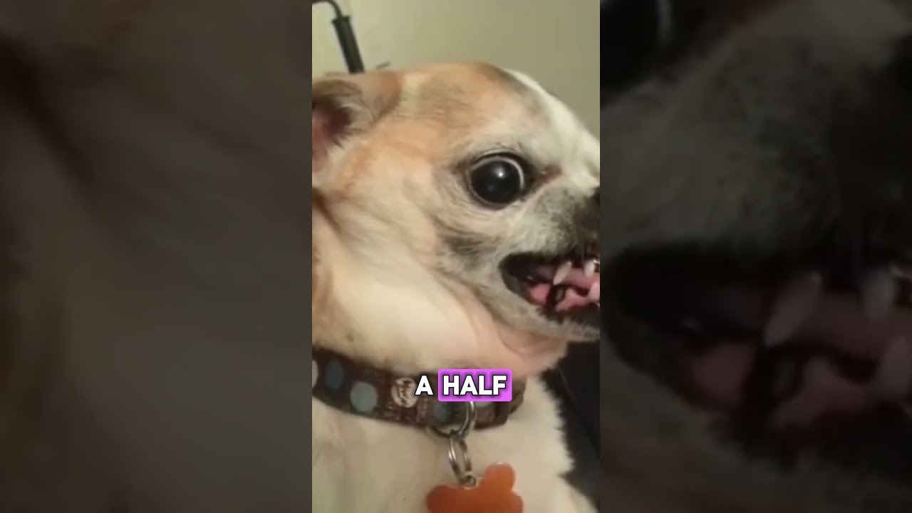 Glasgow, Where all Arguments End in Knife fights