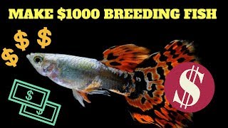 HOW TO MAKE $1000 BREEDING FISH