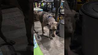 Nothing but top-notch, captivating content here, y'all. 🤣 #dogsofyoutube #catahoulamix #rescuedog