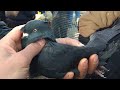 ОЛТИНКУЛ кабутар бозор сунги НАРХЛАРи бозорлар юриб қолган  kabootar bazi, pigeons, Голуби, kabutar