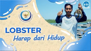 Lobster Harap Dari Hidup