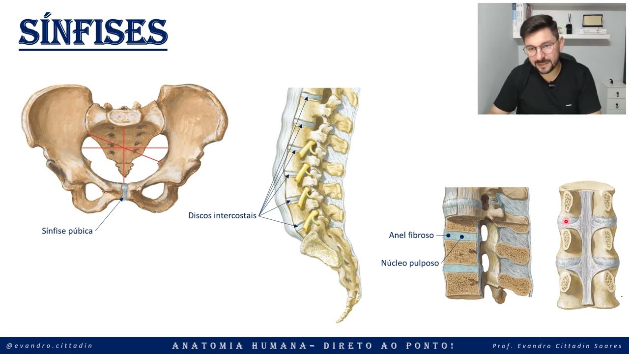 Sínfises - Sistema articular - Anatomia direto ao ponto!