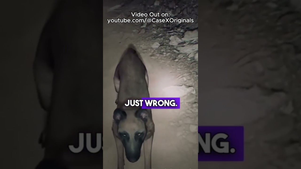 Whispers in the dark bedtime 