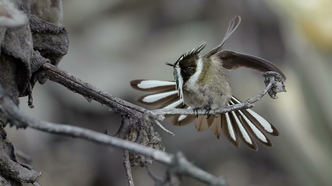 Green-bearded Helmetcrest, Bird Photography Tour in Colombia