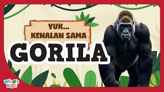 GORILA | Belajar dan Mengenal Hewan Gorila | Belajar Tentang Gorila untuk Anak-anak
