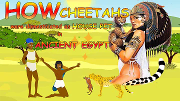 What countries can cheetahs be found in?