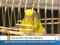 Как научить попугая говорить? GuberniaTV