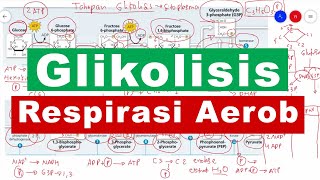 Glikolisis Respirasi Aerob Katabolisme Karbohidrat