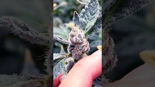 Growing Cannabis Wadvanced Nutrients Week 9 flowering