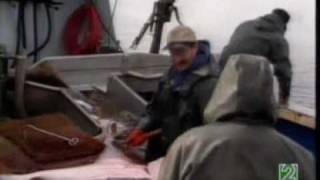 Pesca del halibut en Alaska