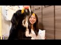 ポップマートが好きすぎる嫁vsポップマートを自分のおもちゃだと勘違いしてる犬