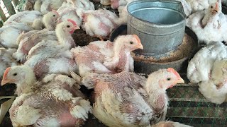 Process of Broiler Poultry Farming