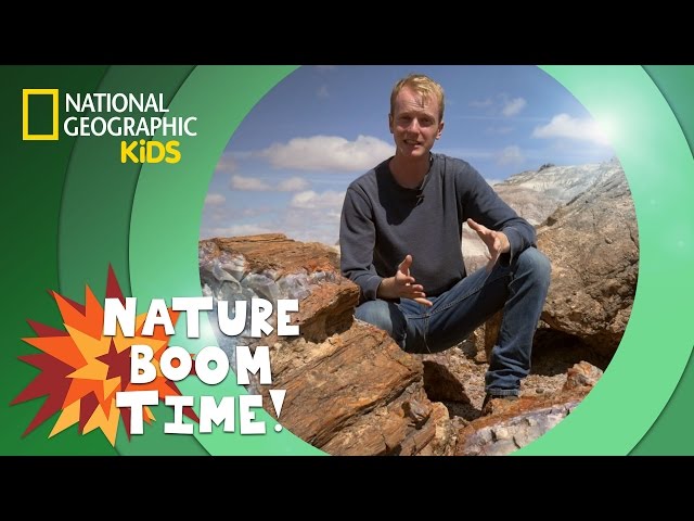 Petrified Forest National Park | Nature Boom Time