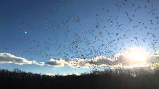 Raef Vlog | Snow Geese Migration : Eastern Maryland