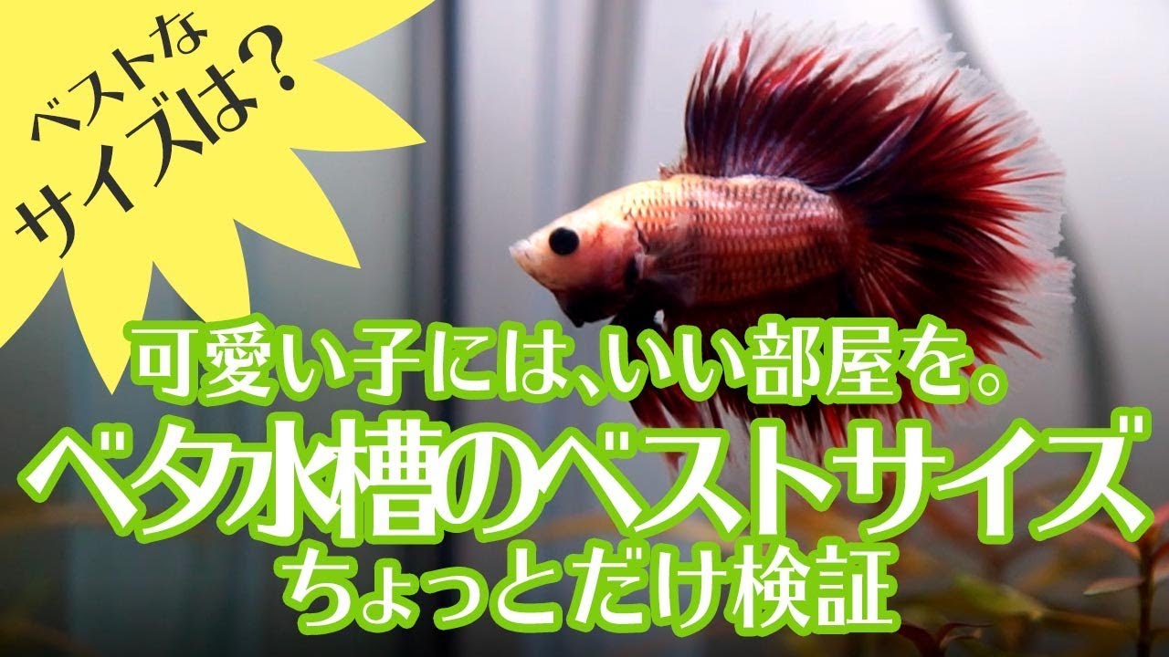 ベタの水槽どのサイズ 小瓶はやめて水槽で飼おう Youtube