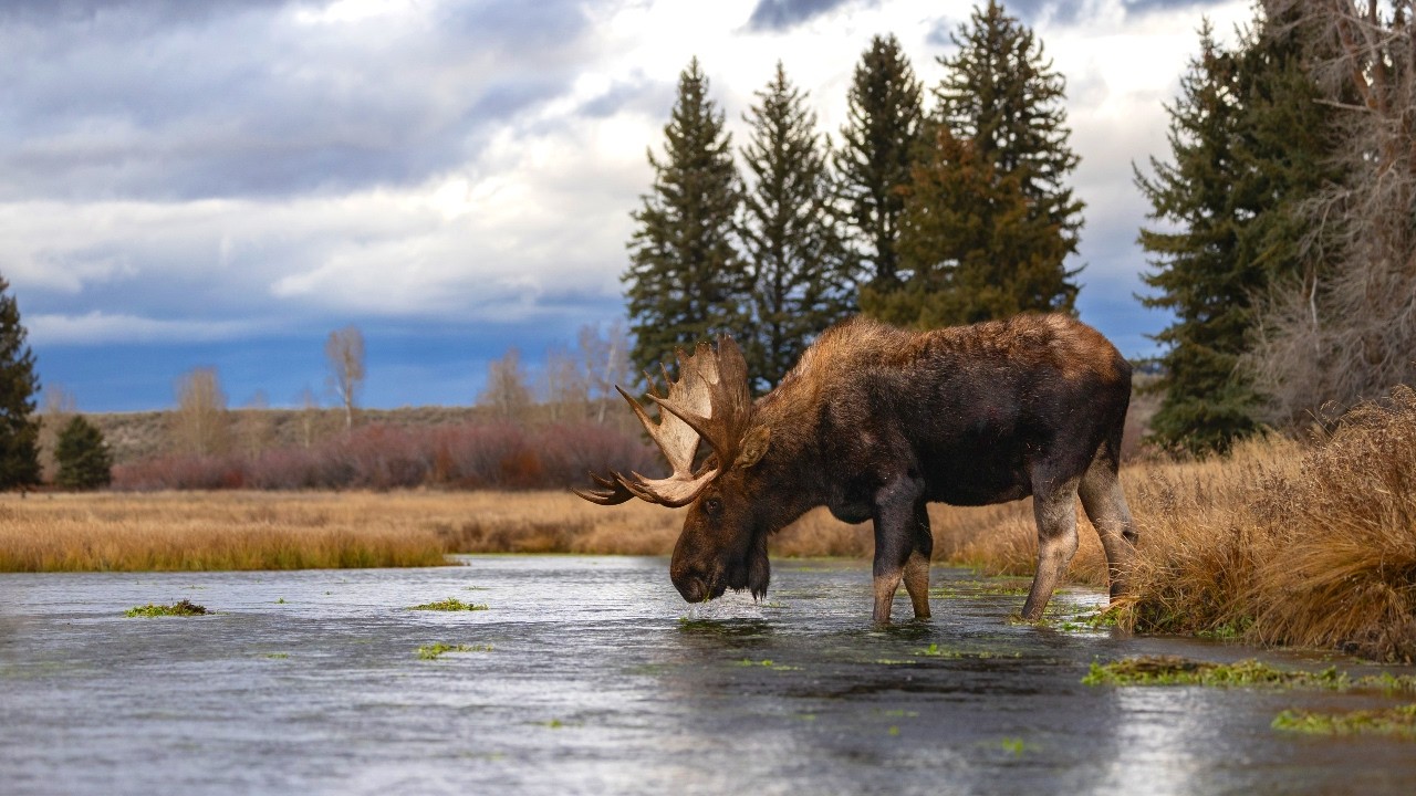 Watch 10 Hours Of Mighty Moose In Their Natural Habitat 4K on YouTube Watch 10 Hours Of Mighty Moose In Their Natural Habitat 4K on YouTube
