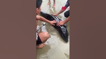 CÁ VOI CON TRÔI DẠT VÀO BIỂN ĐÀ NẴNG, NGƯ DÂN TIN LÀ ĐIỀM LÀNH NÊN MONG MUỐN ĐƯỢC CHẠM VÀO XIN VÍA