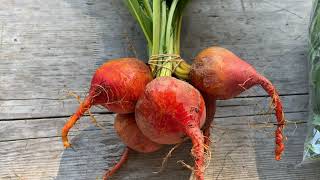Formation Farm Salad CSA Share Week #22- 10/2/2019