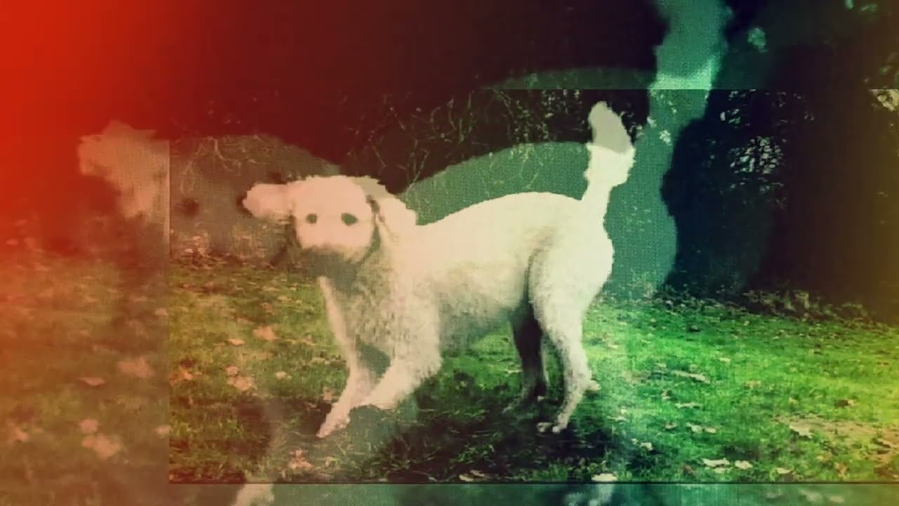 Assista a Sennen - Dig (Official Video) no YouTube Assista a Sennen - Dig (Official Video) no YouTube