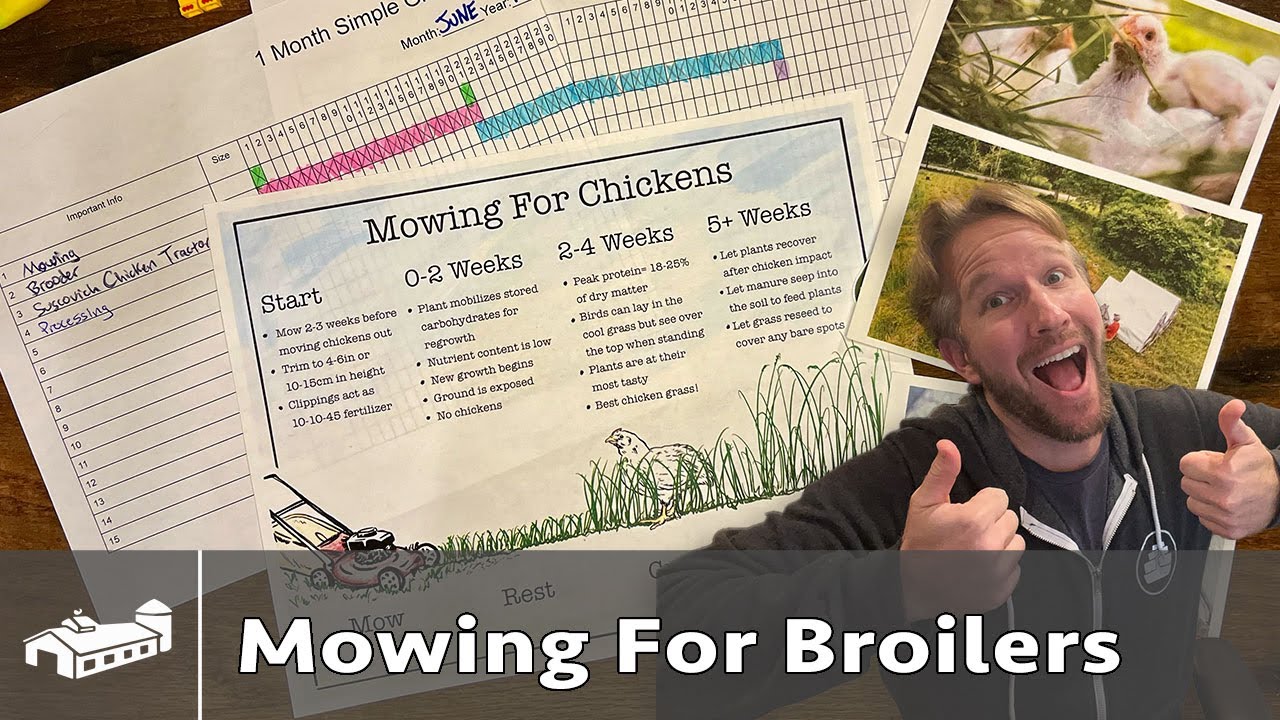 When To Mow For Meat Chickens - YouTube