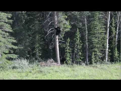 Video: Rozdíl Mezi Grizzly A Black Bear