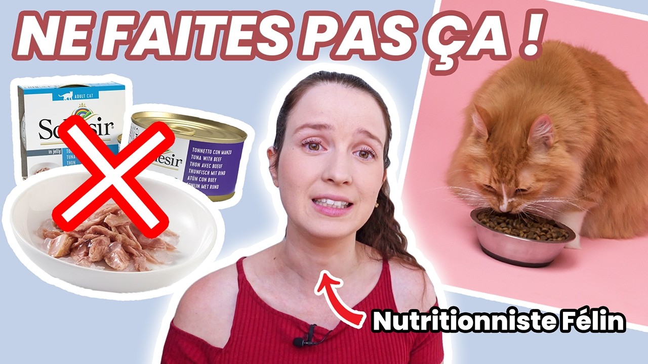 5 erreurs à ne pas faire pour bien nourrir son chat !