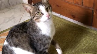 This Cute Cat Has a Special Purr-Meow That will Melt your Heart!