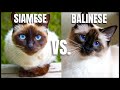 Siamese Cat VS. Balinese Cat の動画、YouTube動画。